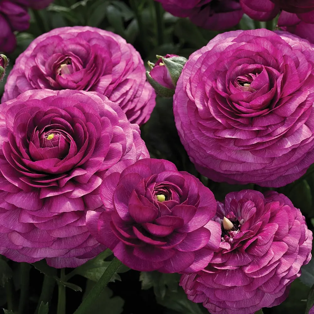 Ranunculus Purple