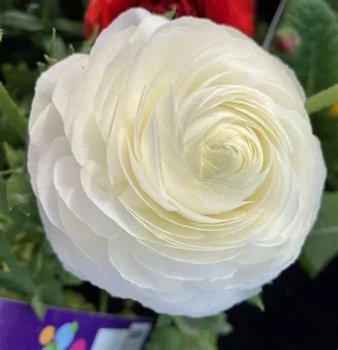 Ranunculus white
