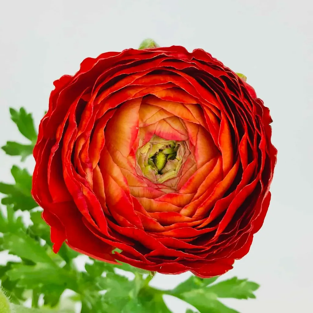 Ranunculus Red