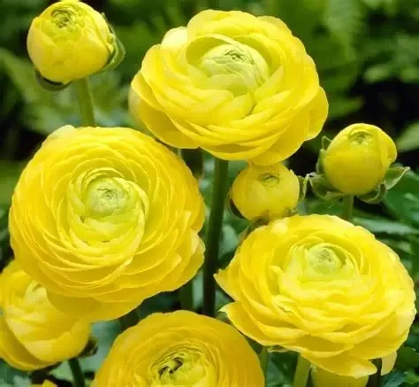 Ranunculus Yellow