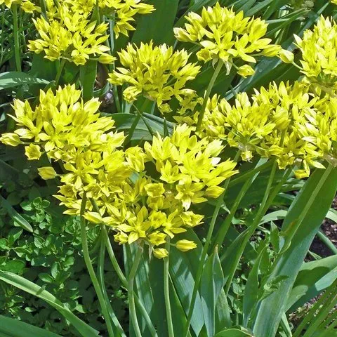 Allium Molly