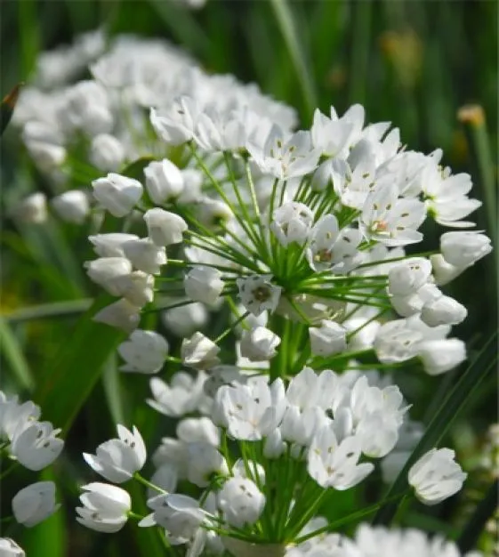 Allium Cowani