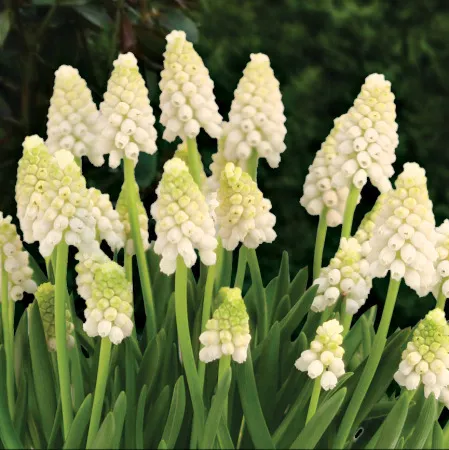 Muscari White Magic