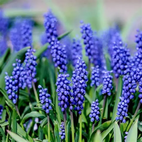 Muscari Armeniaum