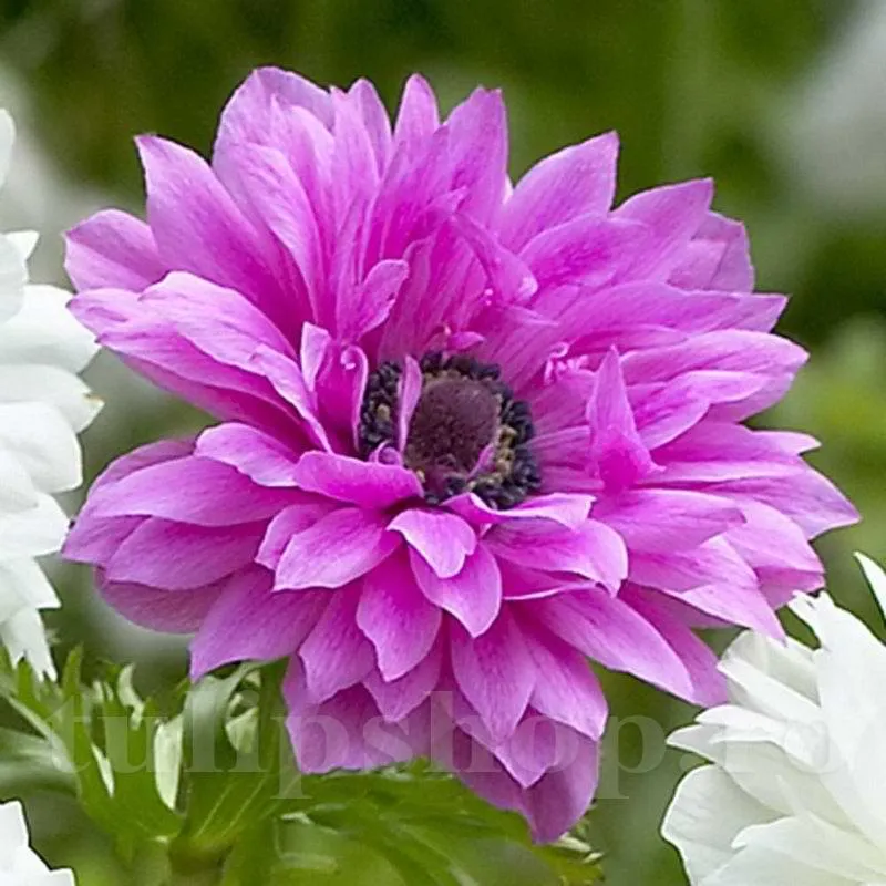 Anemone Admiral (Double)