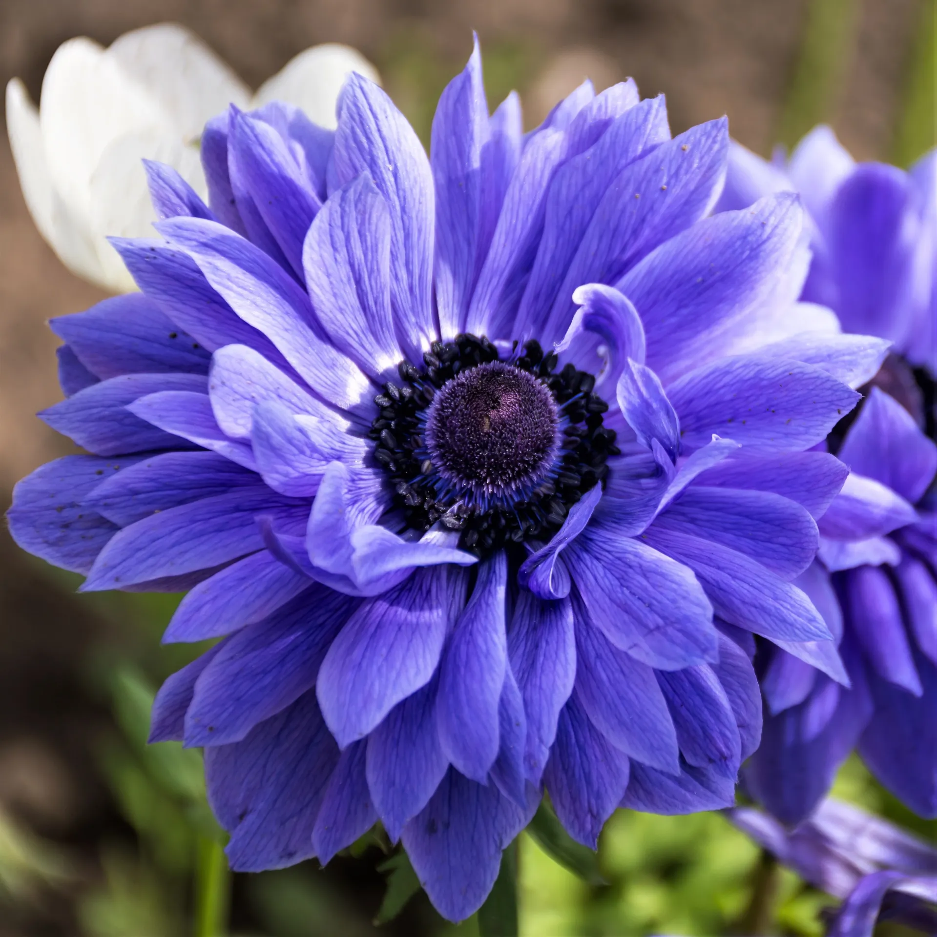 Anemone Lord Leiutenant (Double)