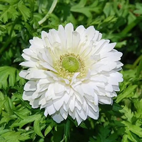 Anemone De. cean (Double)