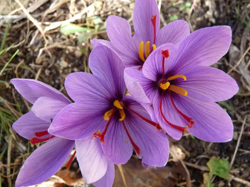 Crocus Sativus (Kesar)