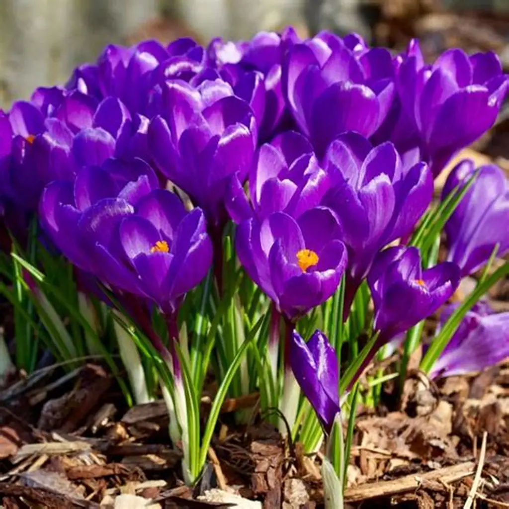 Crocus Flower Record