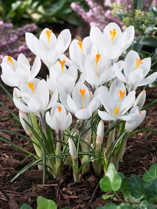 Crocus janne d' Arc