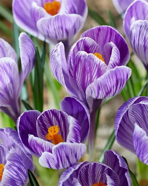 Crocus pickwick