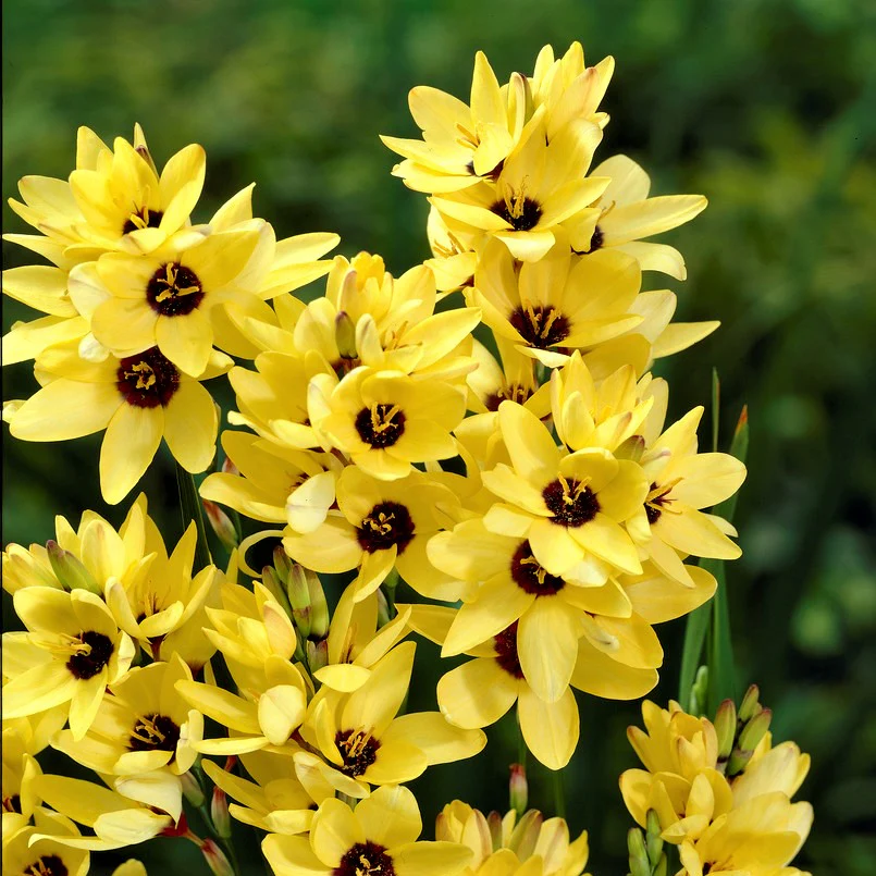 Ixia Yellow Emperor