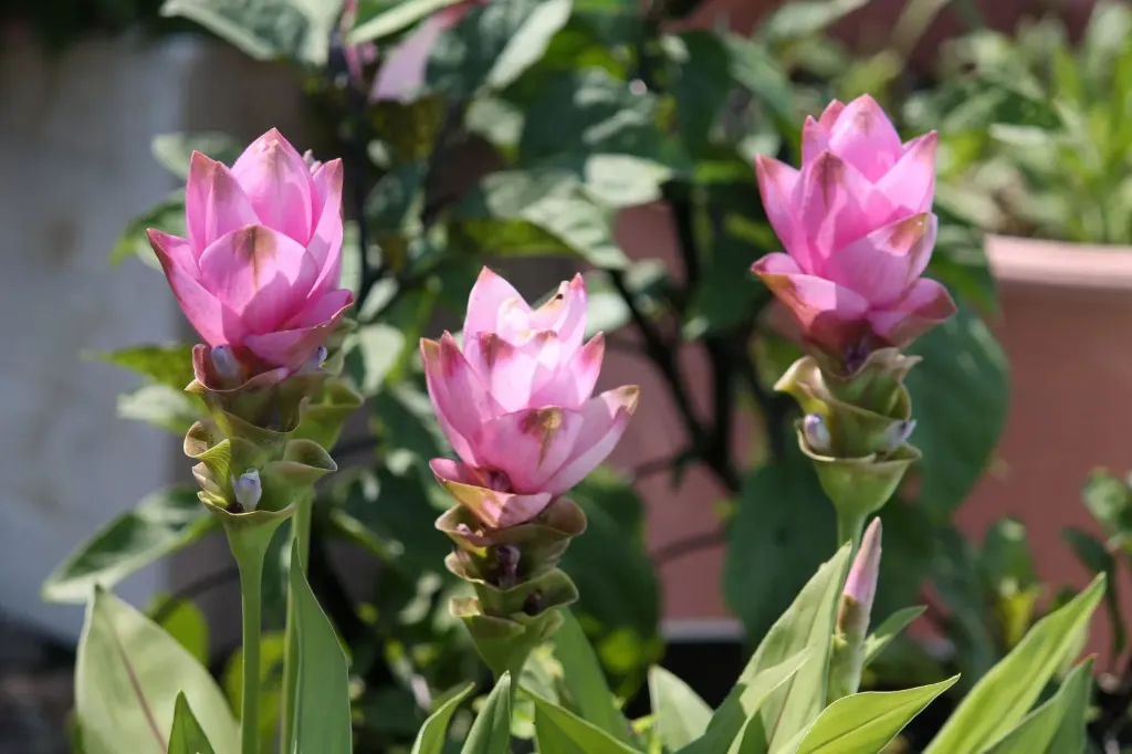 Curcuma pink Flower bulbs